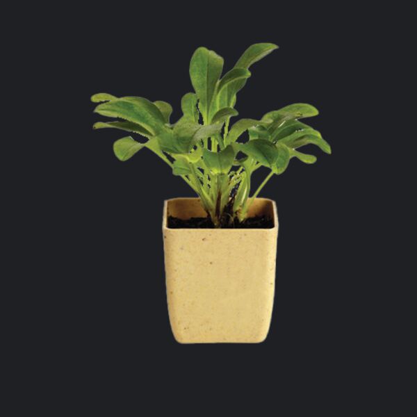 Flower Pot Set With Marigold Seeds Thumbnail